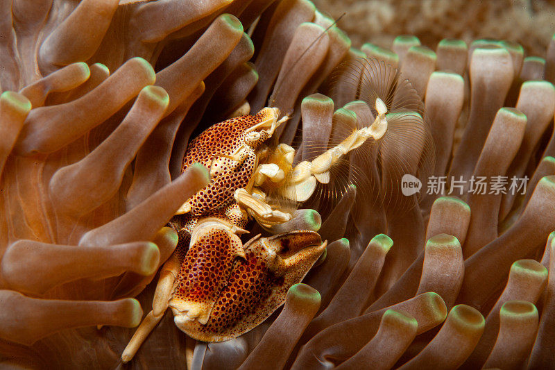 海葵上的瓷蟹(Neopetrolisthes maculatus)
